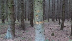 Fichten-Monokultur vor Umwaldlung in standortgerechten Mischwald, Kooperation mit der Deutschen Wildtierstiftung