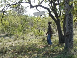 Honiggewinnung in der Serengeti-Pufferzone, Umschulung ehemaliger Wilderer